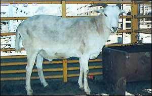 ʮ���������ӽ�����ȴ���ԭè