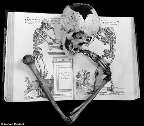 19世纪的医科学生利用这些骨骼了解人体疾病