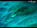 揭秘深海出现的神秘麦田怪圈视频