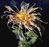 �������ͼ