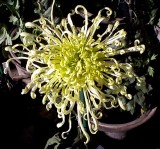 �������ͼ