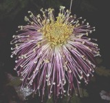 �������ͼ