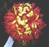 �������ͼ