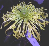 �������ͼ