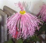 �������ͼ