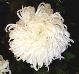 �������ͼ