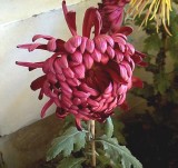 �������ͼ