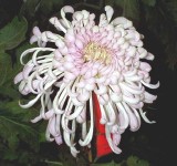 �������ͼ