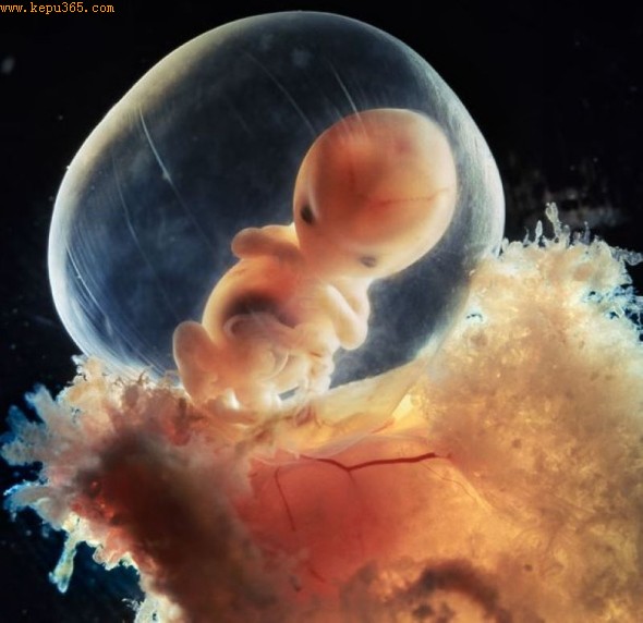 8周大的胎儿