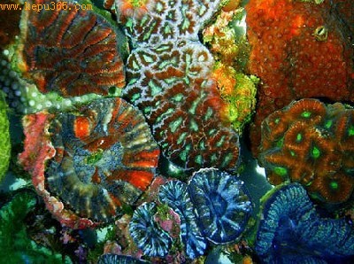 澳大利亚发现罕见彩色荧光珊瑚 可助人类战胜癌症