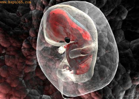 试管受精新突破可精确测定胚胎健康状况(图)