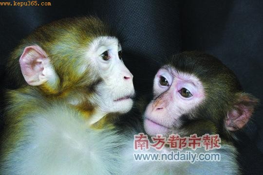一雌一雄两只转基因猕猴