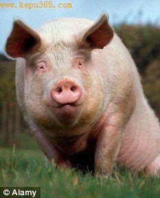 猪可以利用患者的干细胞生成人类器官