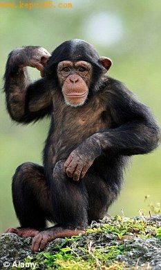 该研究发现，黑猩猩的大脑不会随年龄增加出现这种变化
