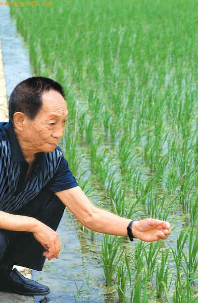 袁隆平在试验田边查看水稻长势（2007年5月摄）。新华社记者 赵众志摄