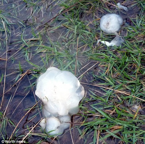 英国坎布里亚的帕特达勒湖区遭一种半透明胶状物“入侵”，被形象地称之为“星果冻”