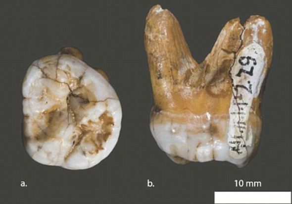 这个被认为是5到7岁儿童的牙齿，是在相同洞穴发现的，它是“丹尼索瓦人”存在的第一手证据，科学家现在认为，这种人是追踪人类进化史的一个关键“因素” (任秋凌)