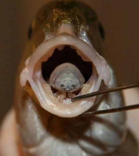 一条海鲷口内的“贝蒂”，已经发育成熟。在过度捕捞的海域，有近一半的海鲷感染这种寄生虫