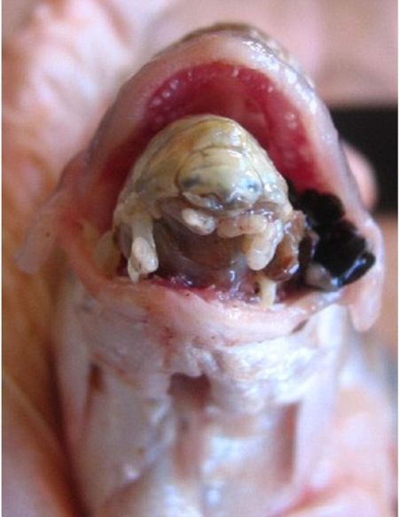 学名“ceratothoa italica”的寄生虫，被科学家形象地称之为“贝蒂”。这种寄生虫通过腮进入真鲷幼仔口内，占据舌头位置，靠吸食血液生长，最后完全将其吞噬