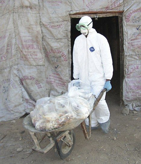 巴基斯坦加达普（Gadap）一家爆发H5N1型病毒疫情的农场，一名卫生官员正在移除感染的鸡。香港大学病毒学教授裴伟士在评论中指出：“虽然变异并不意味着一定发生大流行灾难，但这种可能性是存在的。”