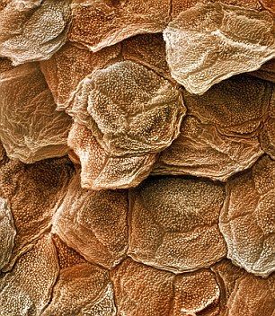 皮肤细胞特写：在此之前，科学家只能一次性制造微米级别的人造皮肤。