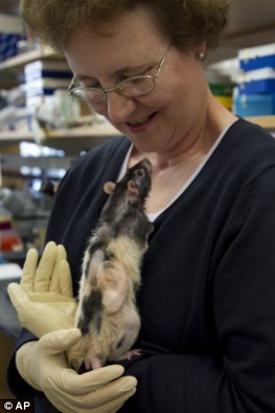 马萨诸塞州总医院组织工程实验室负责人凯瑟琳-桑德巴克手里拿着的一只实验鼠，身上移植了用绵羊细胞培植成的人类大小的耳朵