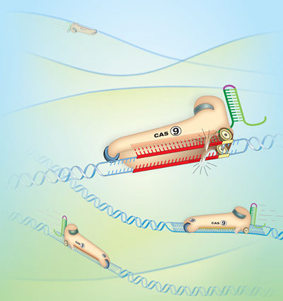人类细胞中的基因组是RNA（核糖核酸）编程的，而来自细菌的Cas9酶可以作为基因组工程的发动机