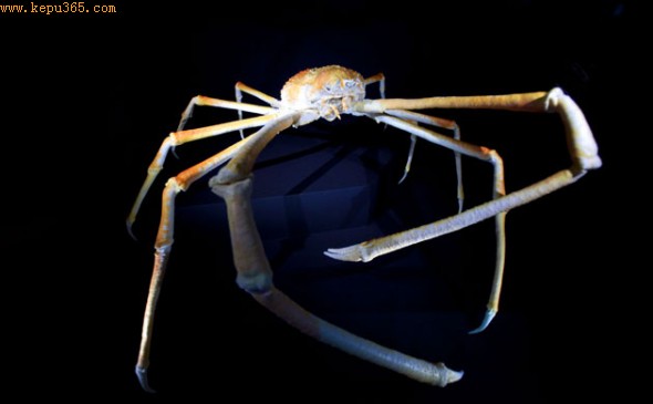  日本巨型蜘蛛蟹