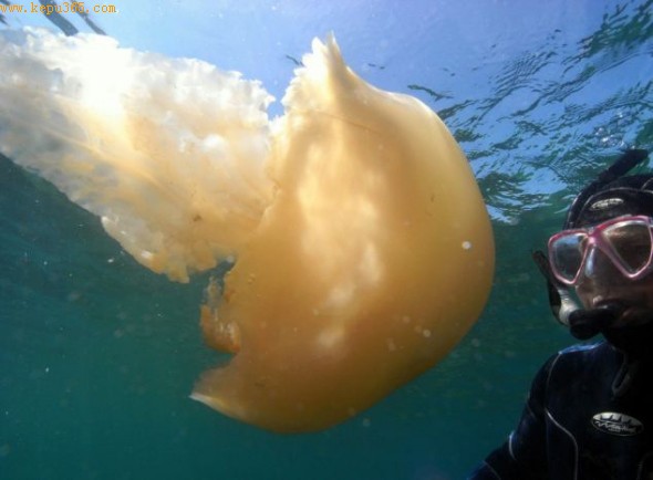 大卫・皮克在康沃尔海岸与一只巨大的金色水母对面相逢，这只水母长4英尺（1.22米）。
