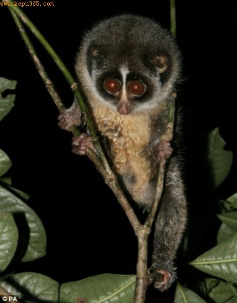 在斯里兰卡中部山林中拍到的灰脊懒猴，它正栖息在树枝上