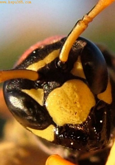 科技时代_科学家称头部斑点可判断黄蜂是否具有攻击性