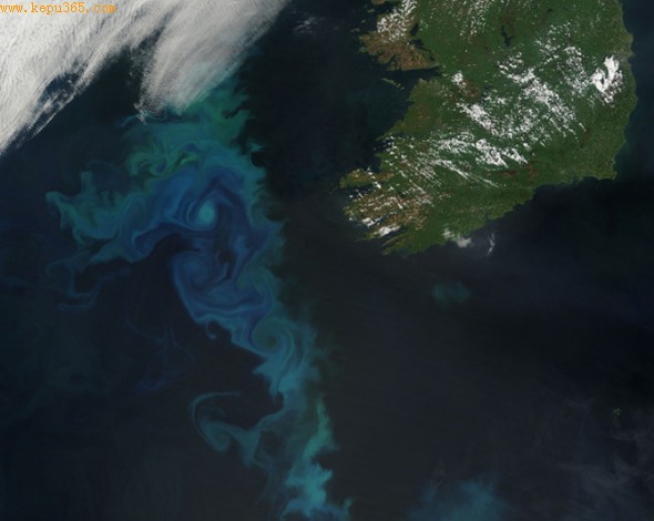  爱尔兰海岸旋涡藻花