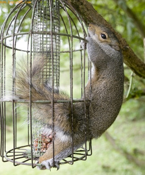 时刻警惕：灰松鼠保卫它的鸟类喂食器，还有里面的坚果、