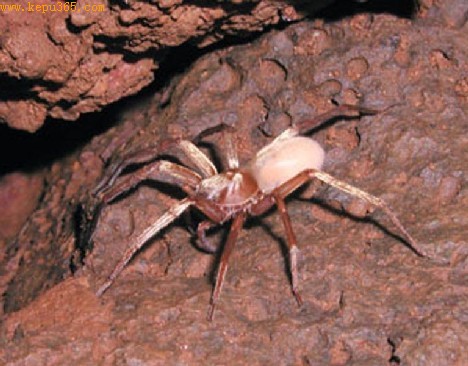 这种迷人的盲眼狼蛛体形较大，长约8厘米。考艾岛洞狼蛛据认为对人类无害。