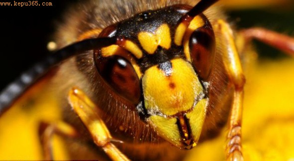在诺丁汉阿滕伯勒自然保护区拍到的一只黄蜂。