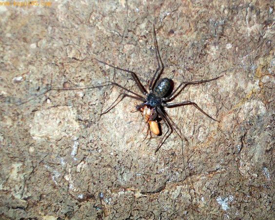 婆罗洲新发现奇异海蜘蛛：须肢长满刺(图)