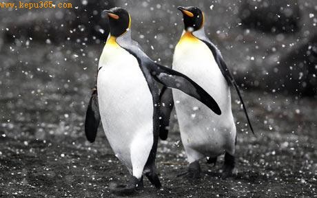一对帝企鹅。最新研究发现，同性帝企鹅会因为“孤独”而临时结伴，但它们并不是真正的同性恋