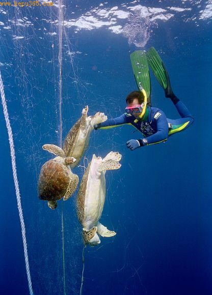 解救海龟(图片来源：Guy Marcovaldi, Projeto Tamar Brazil, Marine Photobank)