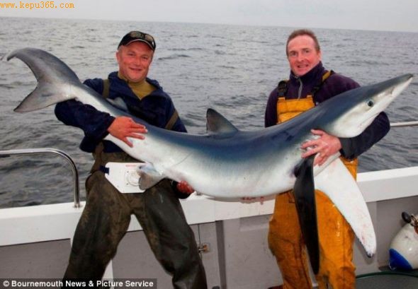 韦恩-利特尔（左）与船长安德鲁-阿尔索普（右）抱着这条8英尺（约合2.4米）长的蓝鲨拍照
