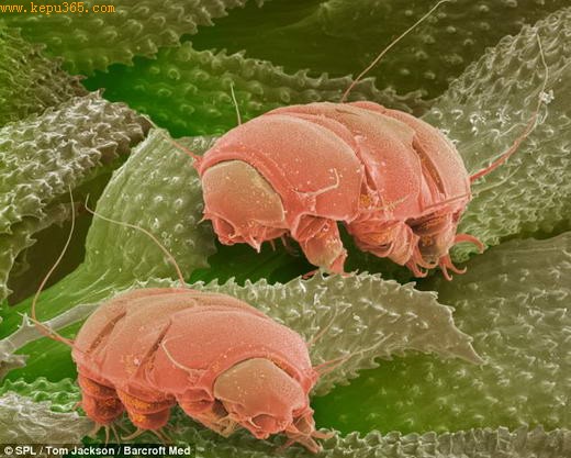 “家常”昆虫们在显微镜下的3D特级写真(图)_科普之友