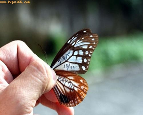 台湾兰屿发现日本青斑蝶(图)
