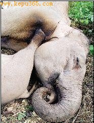 母象冒死营救遭电击幼象，母女相拥而亡。