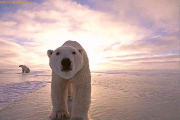 晨光中的北极熊