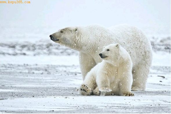 北极熊母子