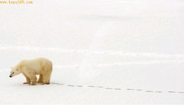 一只北极熊在加拿大哈德逊湾的新鲜冰面上行走