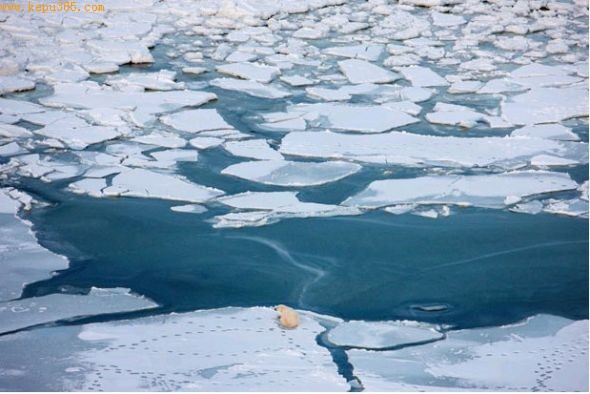 北极熊通过浮冰