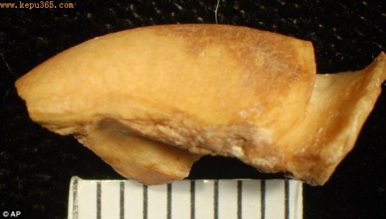 在对已经风化的人类粪便进行分析时，研究人员发现了犬骨碎片化石。经过对这块骨骼碎片化石进行分析，研究人员认为美洲人早在近1万年前便开始驯养狗同时还会将它们杀死吃肉