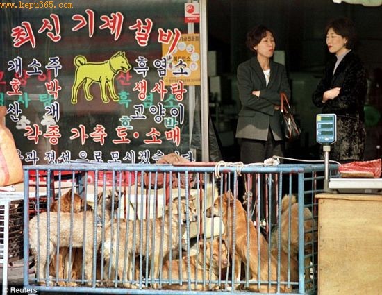对于古人在近1万年前养狗吃肉的这一发现，朝鲜族人并不会感到吃惊，狗肉直到现在仍旧是他们的一个主要食物