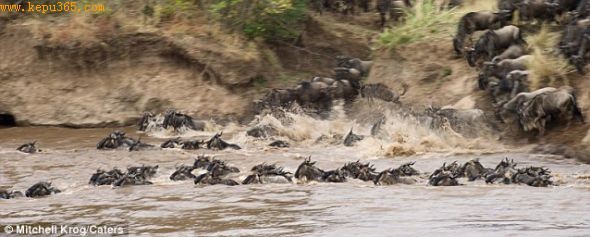奋力游泳：这只受到河马帮助的牛羚属于这个巨大的牛羚群体，在肯尼亚马赛马拉，它们每年都要穿越马赛河，场面蔚为壮观