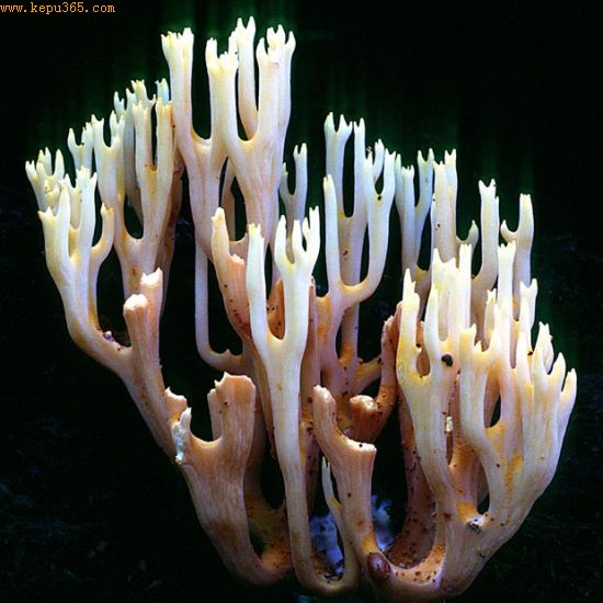 珊瑚菌